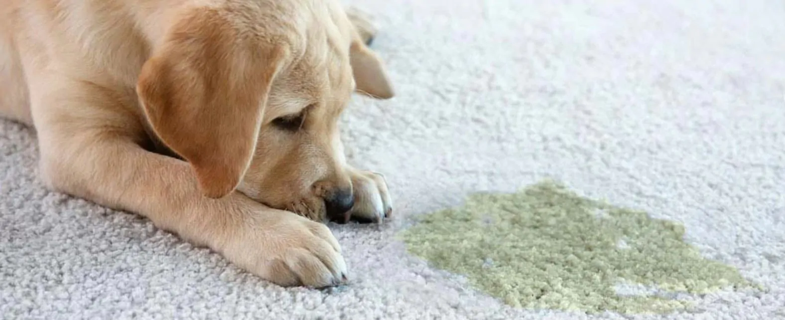 Wie reinigt man Tierurin auf einem Teppichboden oder Teppich und entfernt den schlechten Geruch?